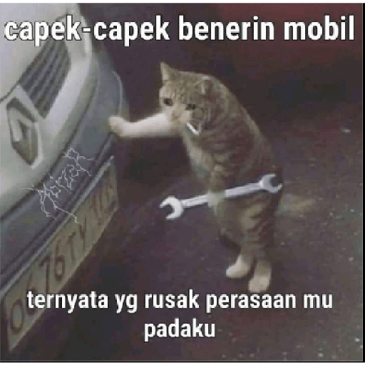 Stiker kucing cute 7