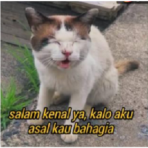 Stiker kucing cute 11