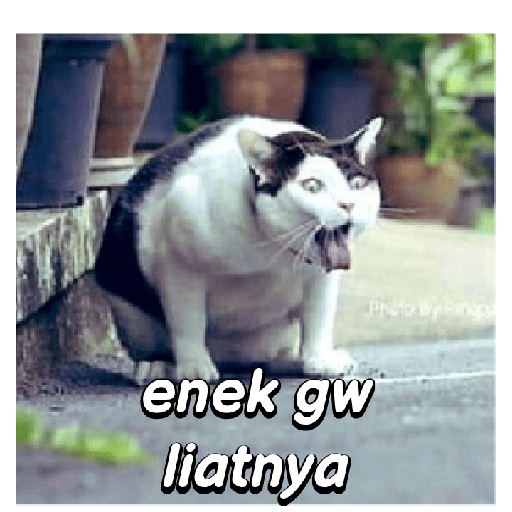 Stiker kucing cute 12