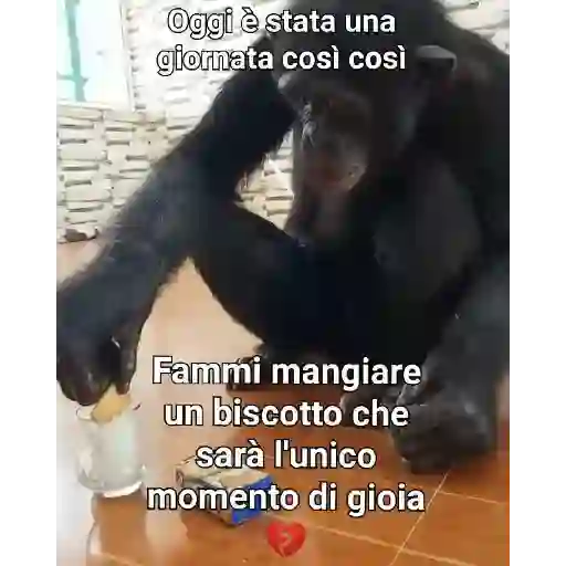 Sas 7