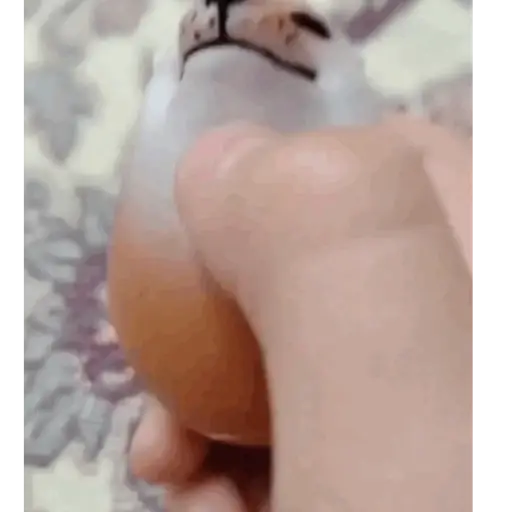 Merri krizmac 21