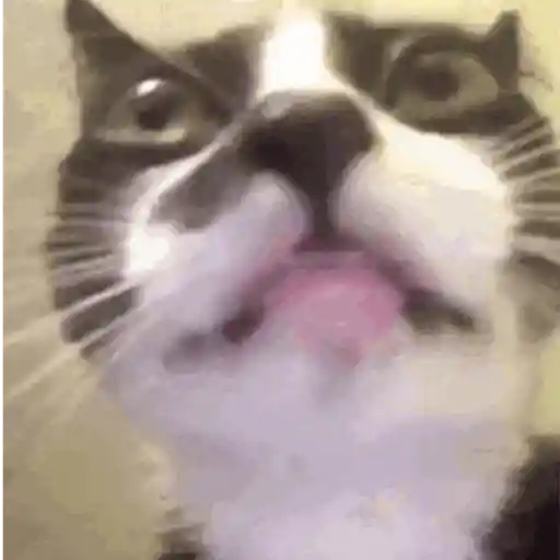 GIFs Reações Aleatórias 11 🤗 4