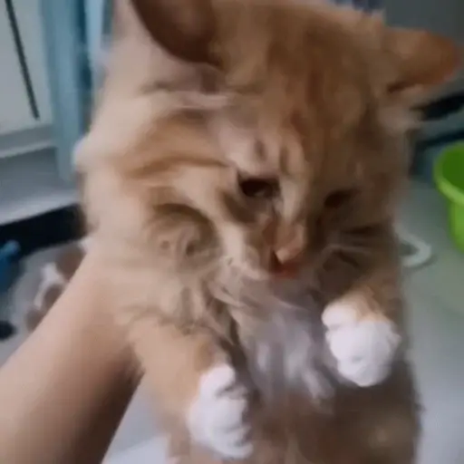 GIFs Reações Aleatórias 11 🤗 10