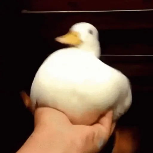 GIFs Reações Aleatórias 11 🤗 14