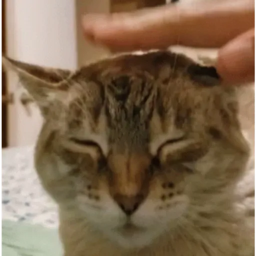 GIFs Reações Aleatórias 12 🤗 5