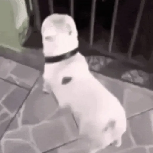 GIFs Reações Aleatórias 12 🤗 6