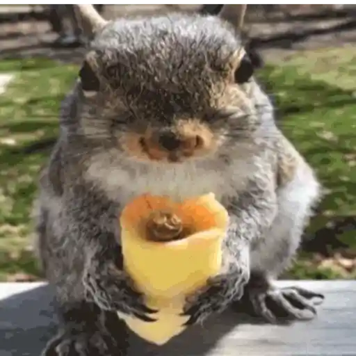 GIFs Comendo 🍽️ 18