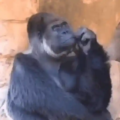 GIFs de Macaco Reações 🐵