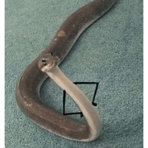 ✨🐍animalitos🦎✨ 3