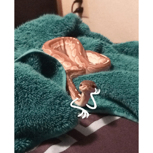 ✨🐍animalitos🦎✨ 5
