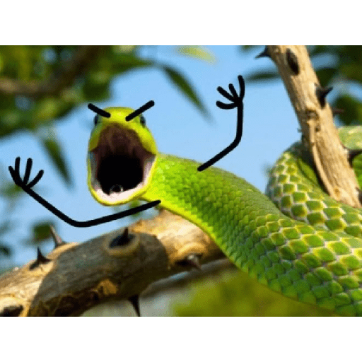 ✨🐍animalitos🦎✨ 8