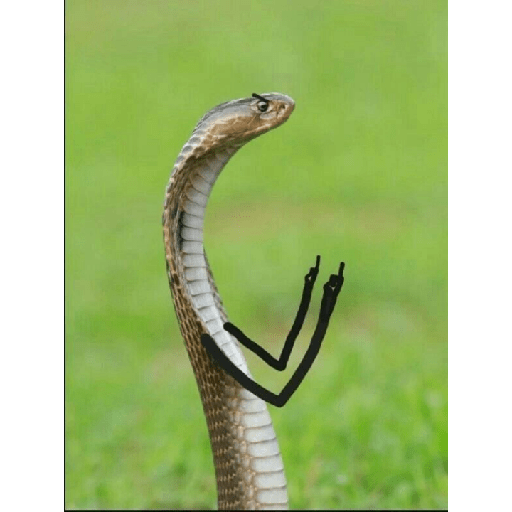 ✨🐍animalitos🦎✨ 9