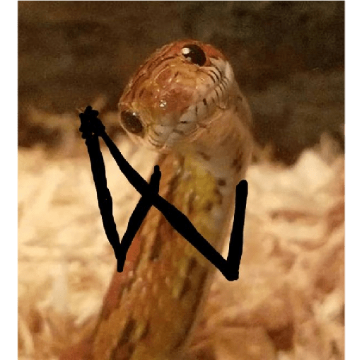 ✨🐍animalitos🦎✨ 11