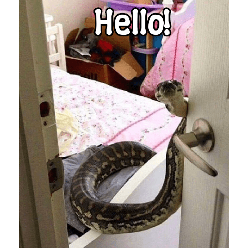 ✨🐍animalitos🦎✨ 12