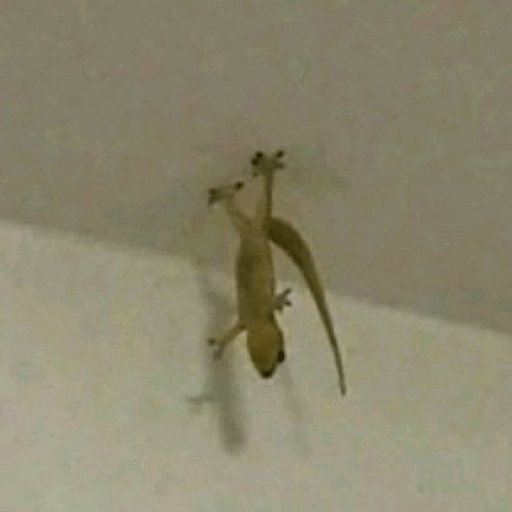 ✨🐍animalitos🦎✨ 13