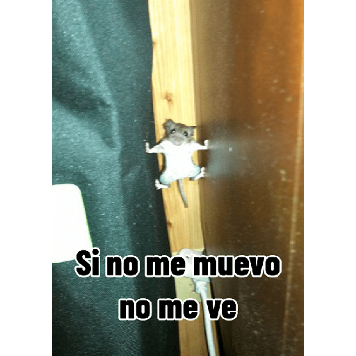 ✨🐍animalitos🦎✨ 21
