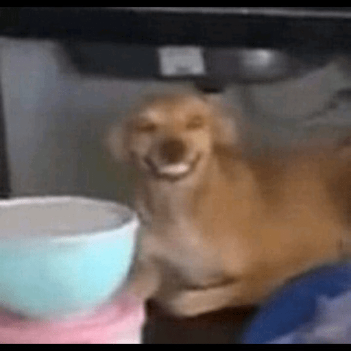 Gatinho pardo 19