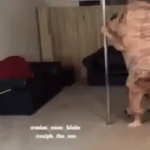 Tantalaw 9