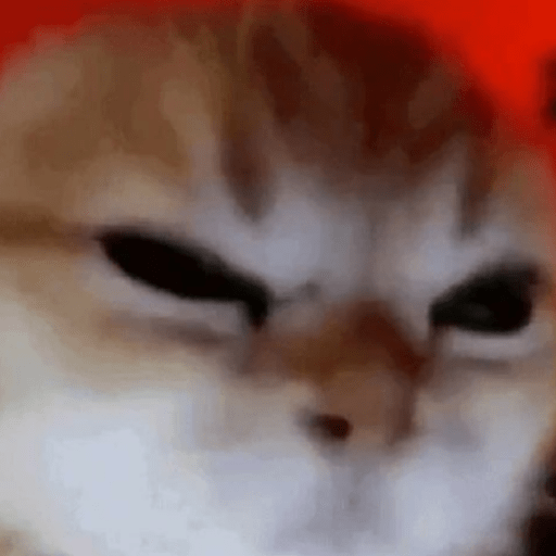 Gato meme 25