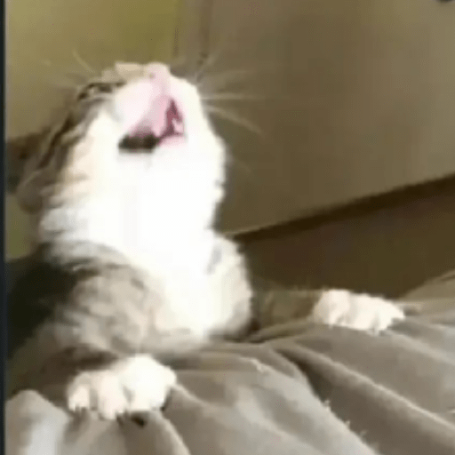 Gato meme 23