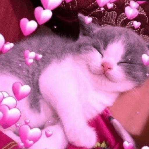 Gato meme 22
