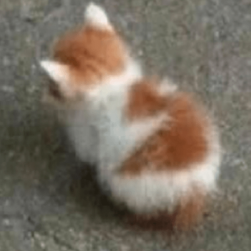 Gato meme 21