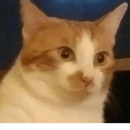 Gato meme 20