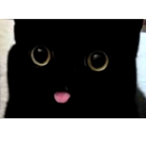 Gato meme 19
