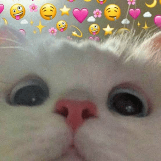 Gato meme 18