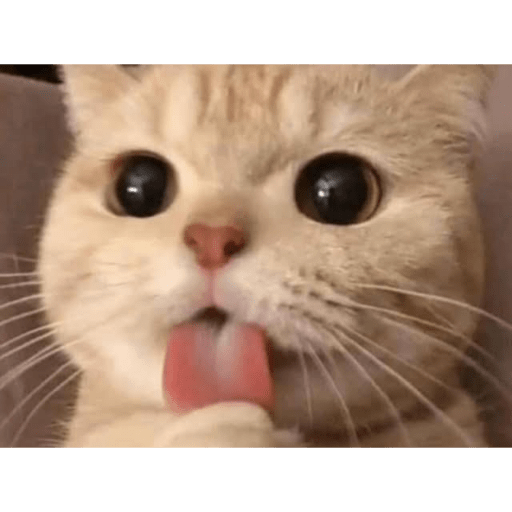 Gato meme 17