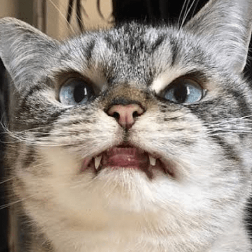 Gato meme 16