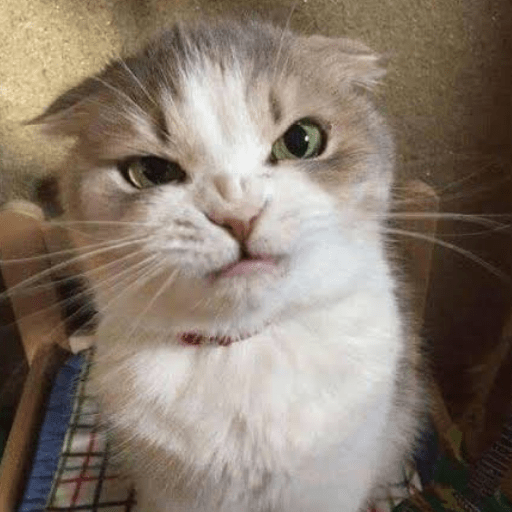Gato meme 15