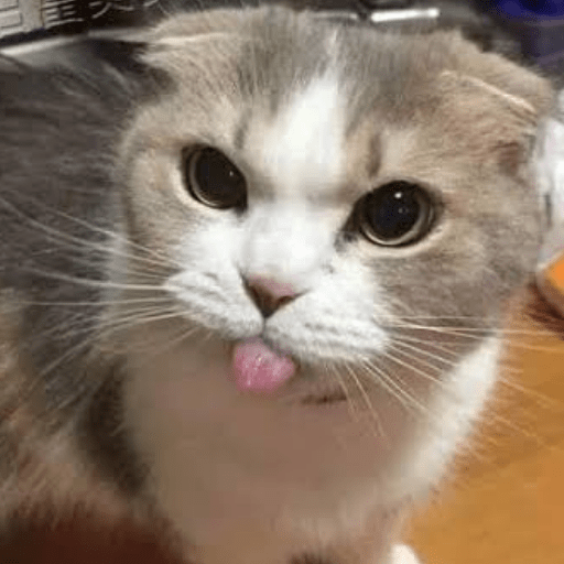 Gato meme 14