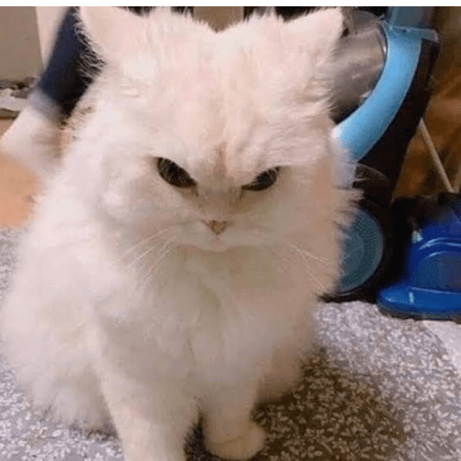 Gato meme 13