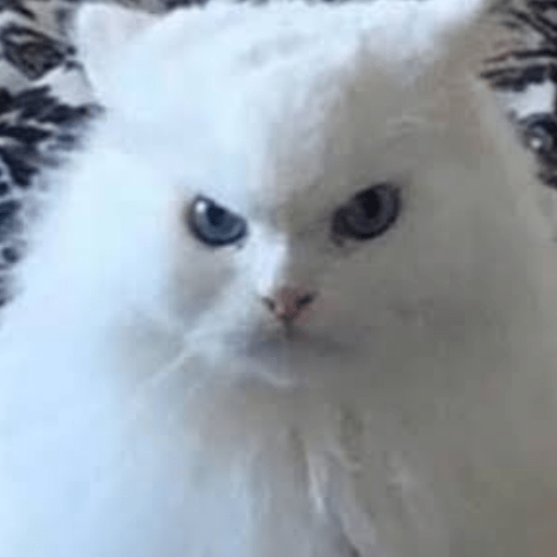 Gato meme 12