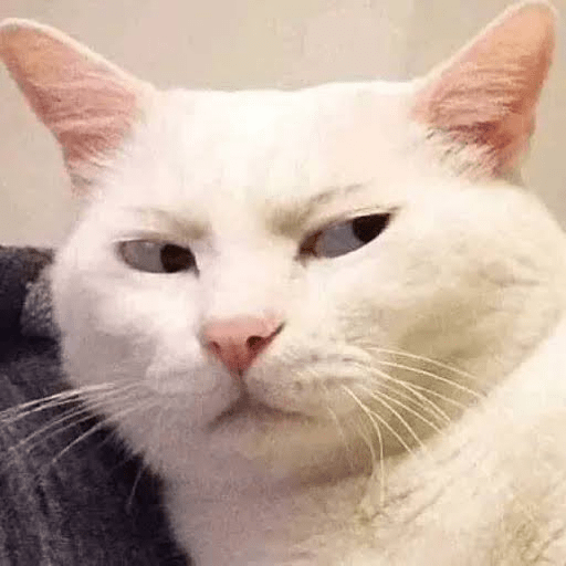 Gato meme 11