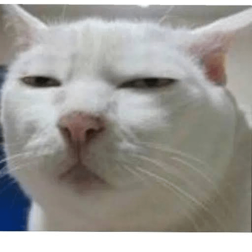 Gato meme 10