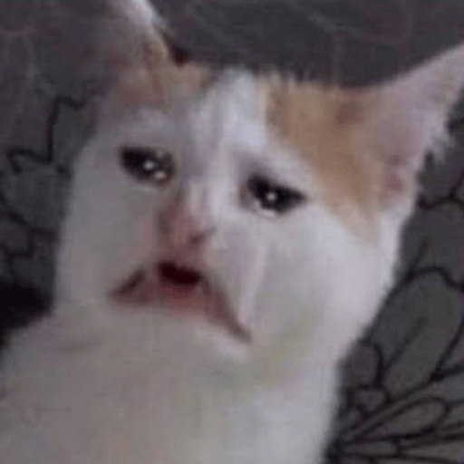 Gato meme 9