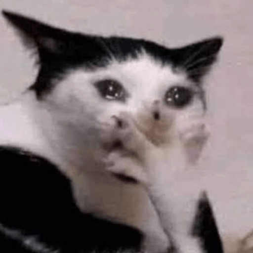 Gato meme 8