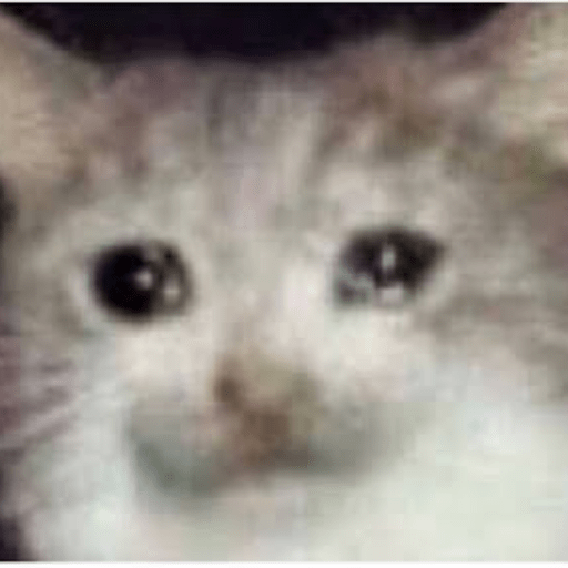 Gato meme 6