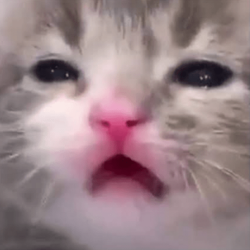Gato meme 5