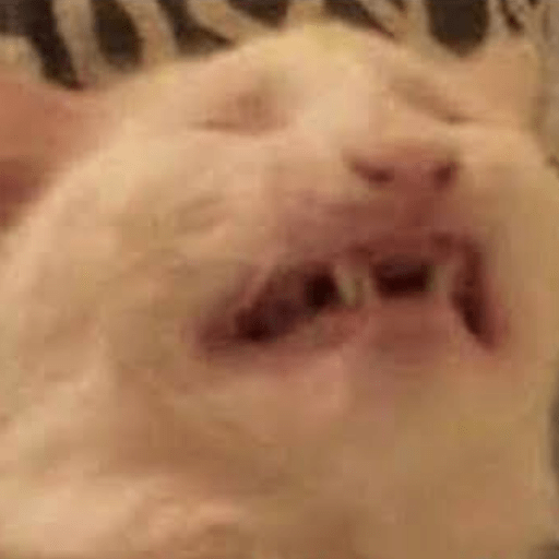 Gato meme 4