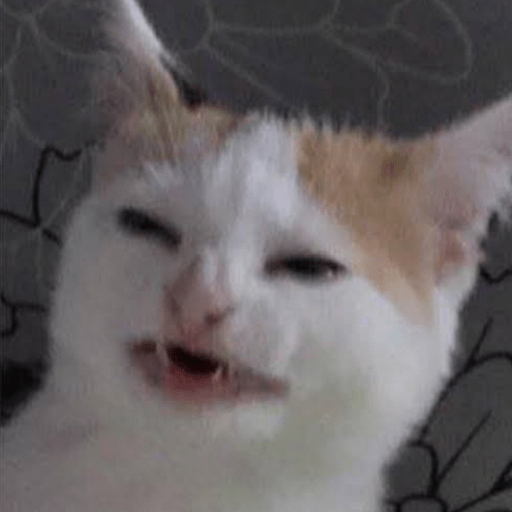Gato meme 3