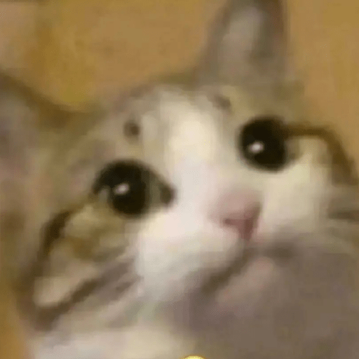 Gato meme 30