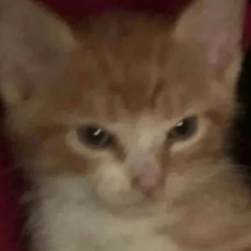 Gato meme 29