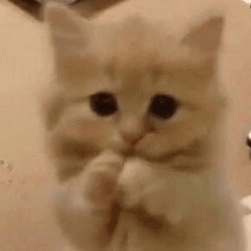 Gato meme 28