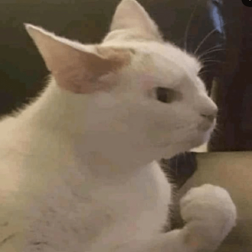 Gato meme 27