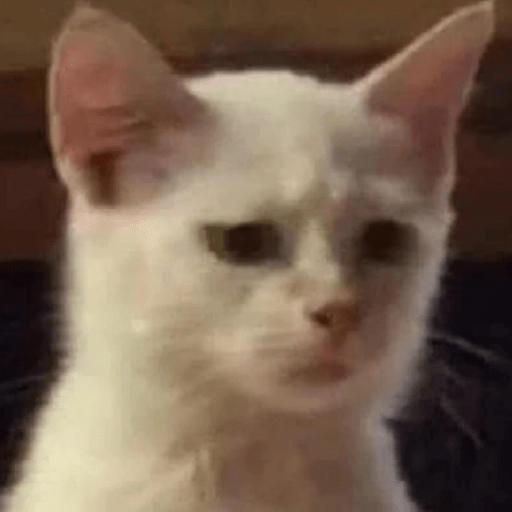 Gato meme 26