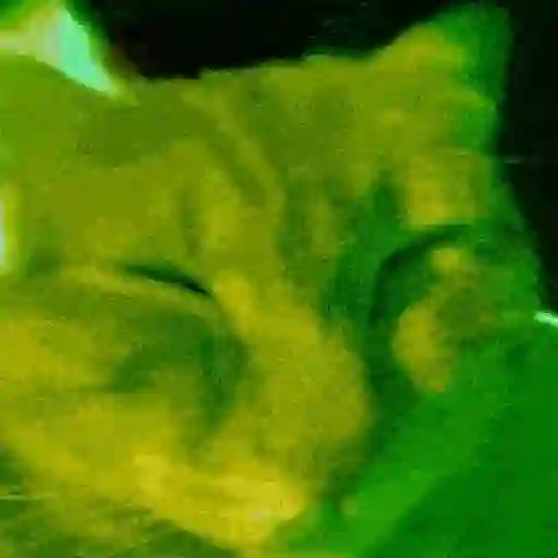 Gato 🐱 🐈‍⬛ Alien 👽 12