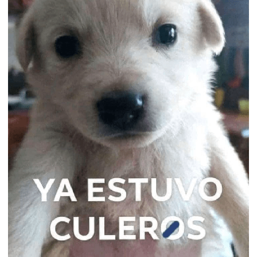 Arriba Corea  15